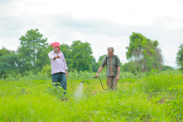 indian farmer and labor spraying pesticide at field indian farmer and labor spraying pesticide at field