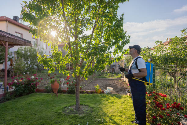 farmer sprays herbicide on cherry tree in the garden farmer sprays herbicide on cherry tree in the garden